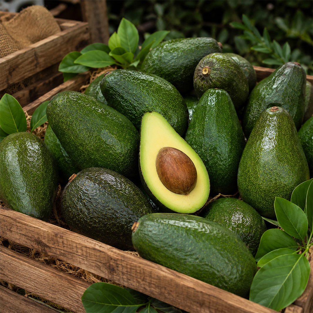 Fuerte Cinsi 🥑 Avokada